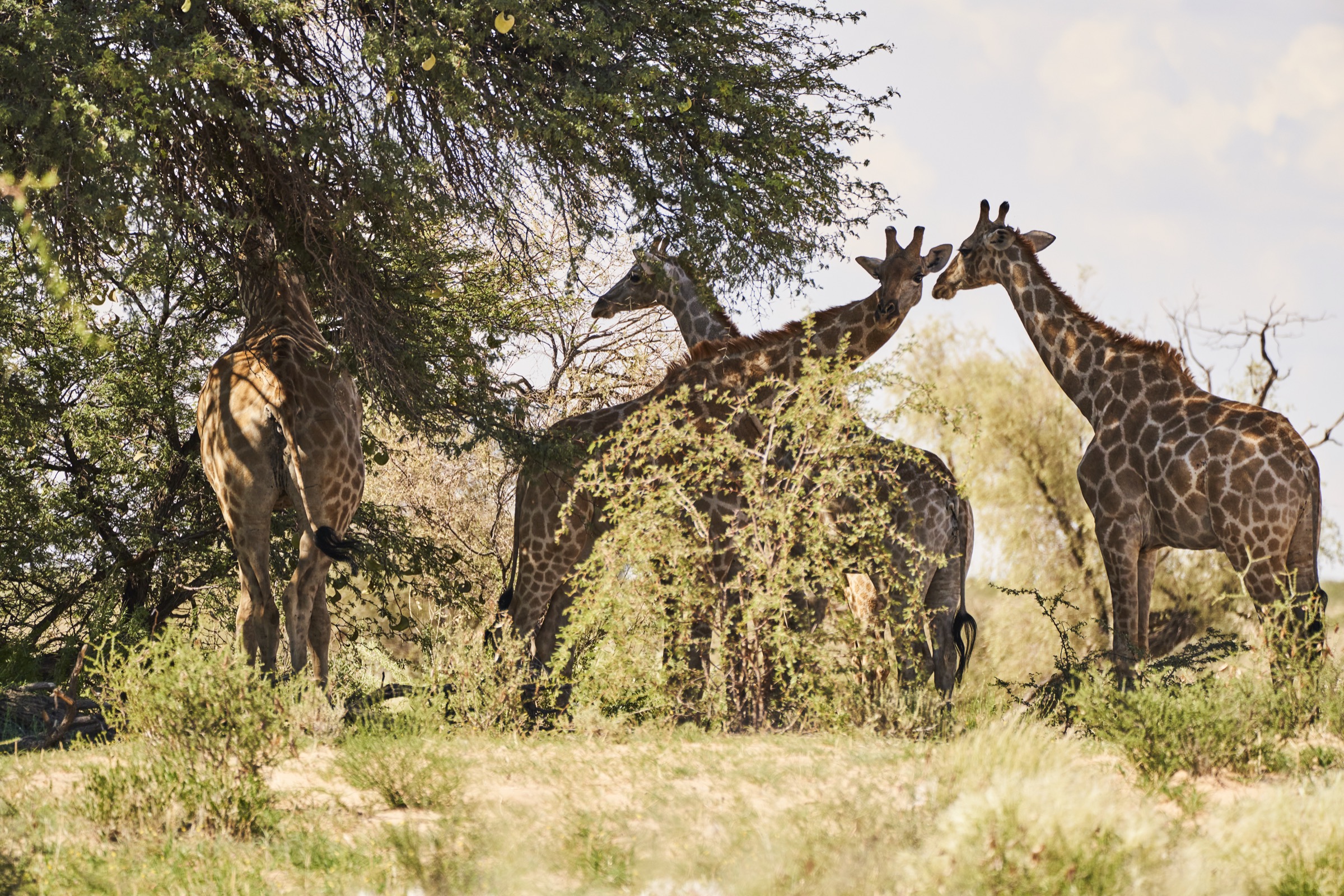 Giraffen im Kgalagadi Transfrontier National Park in der Kalahari in Südafrika