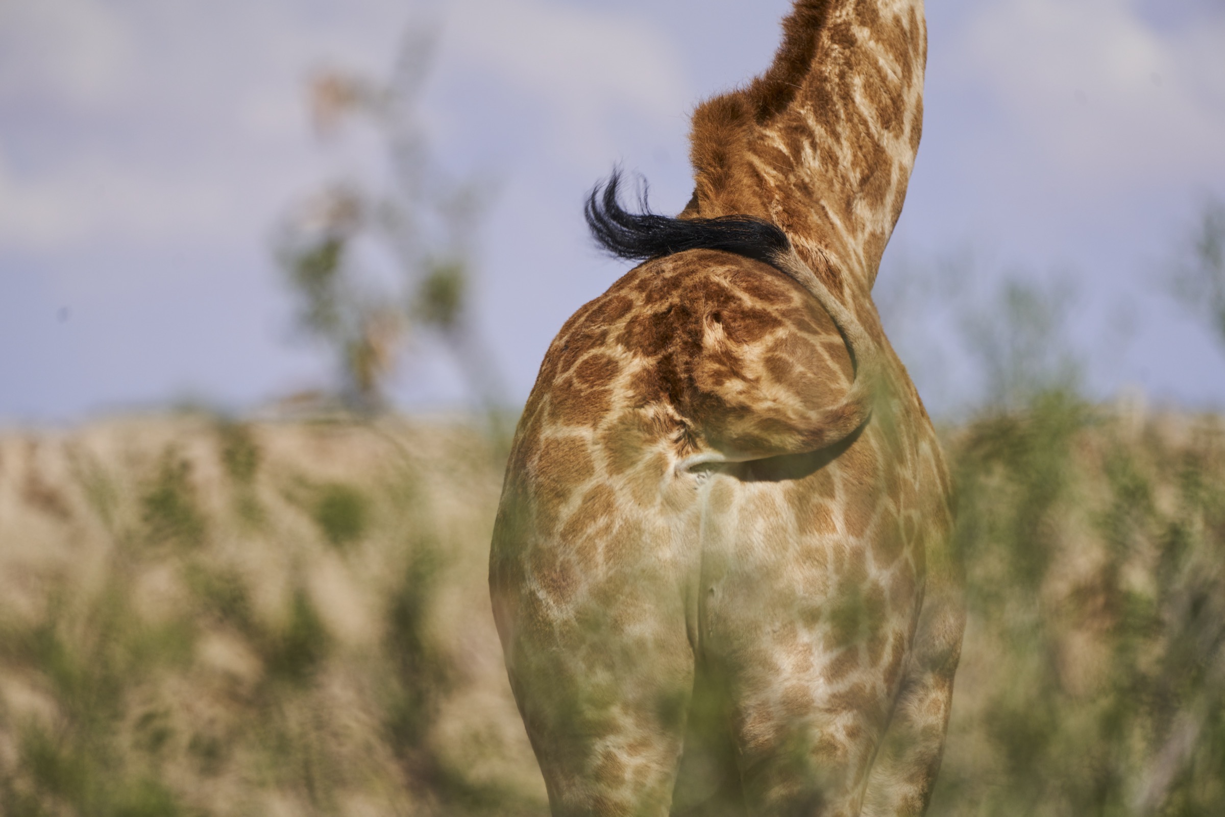 der Hintern einer Giraffe im Kgalagadi Transfrontier National Park in der Kalahari in Südafrika