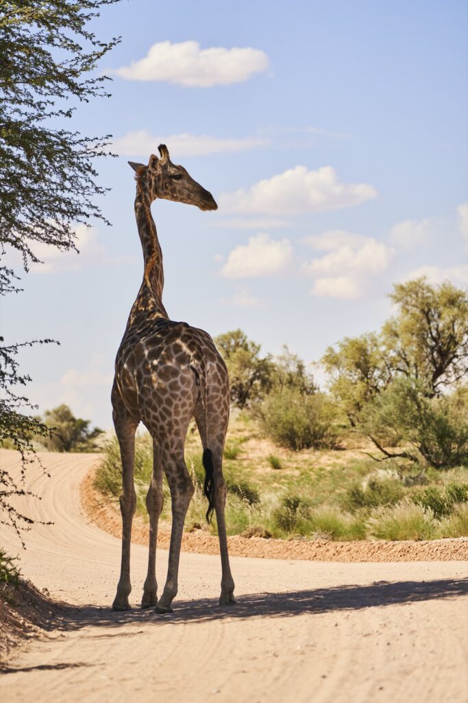 eine Giraffe auf dem Weg durch den Kgalagadi Transfrontier National Park in der Kalahari in Südafrika