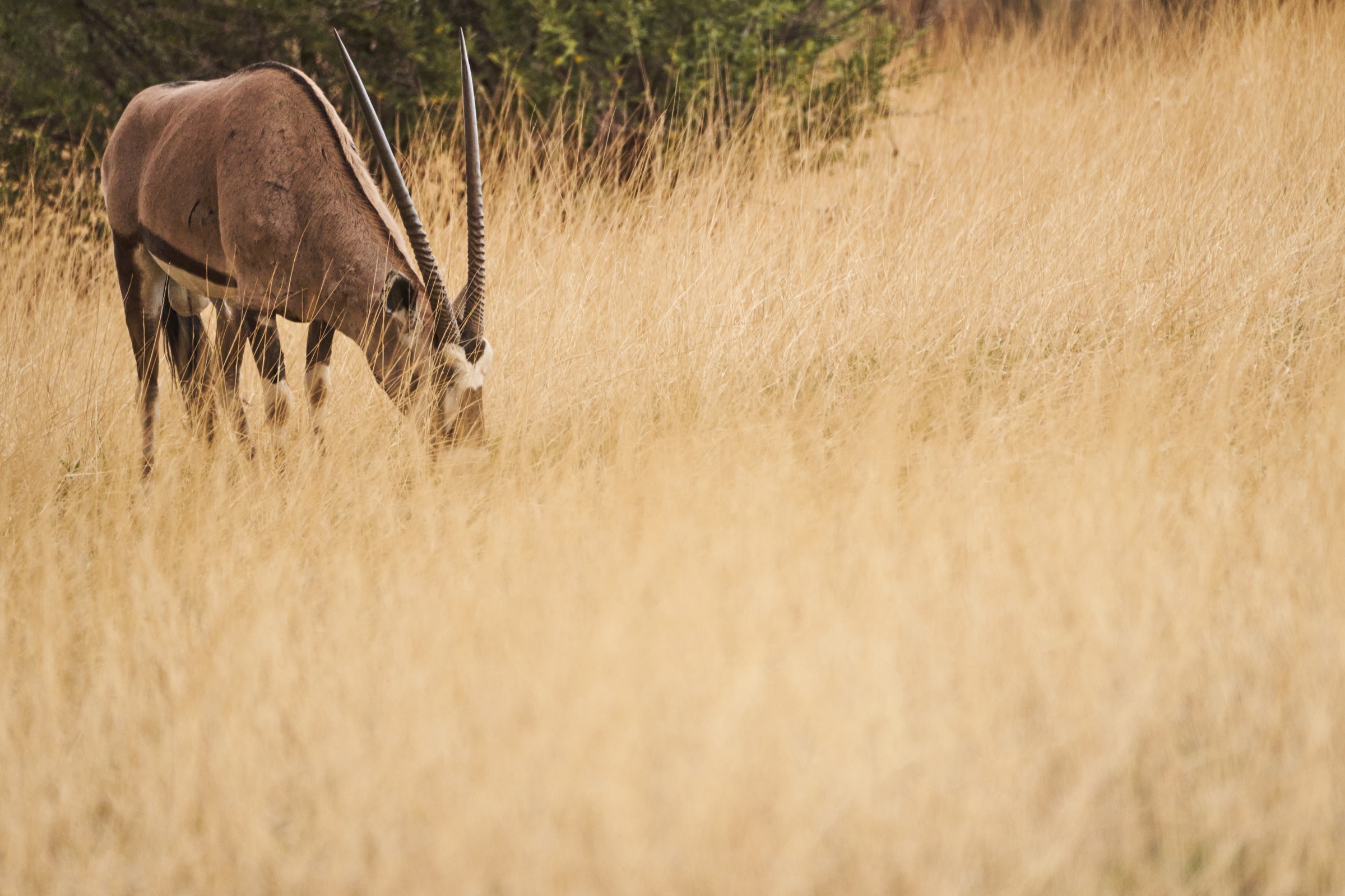 ein Oryx inmitten von Steppengras im Kgalagadi Transfrontier National Park in der Kalahari in Südafrika