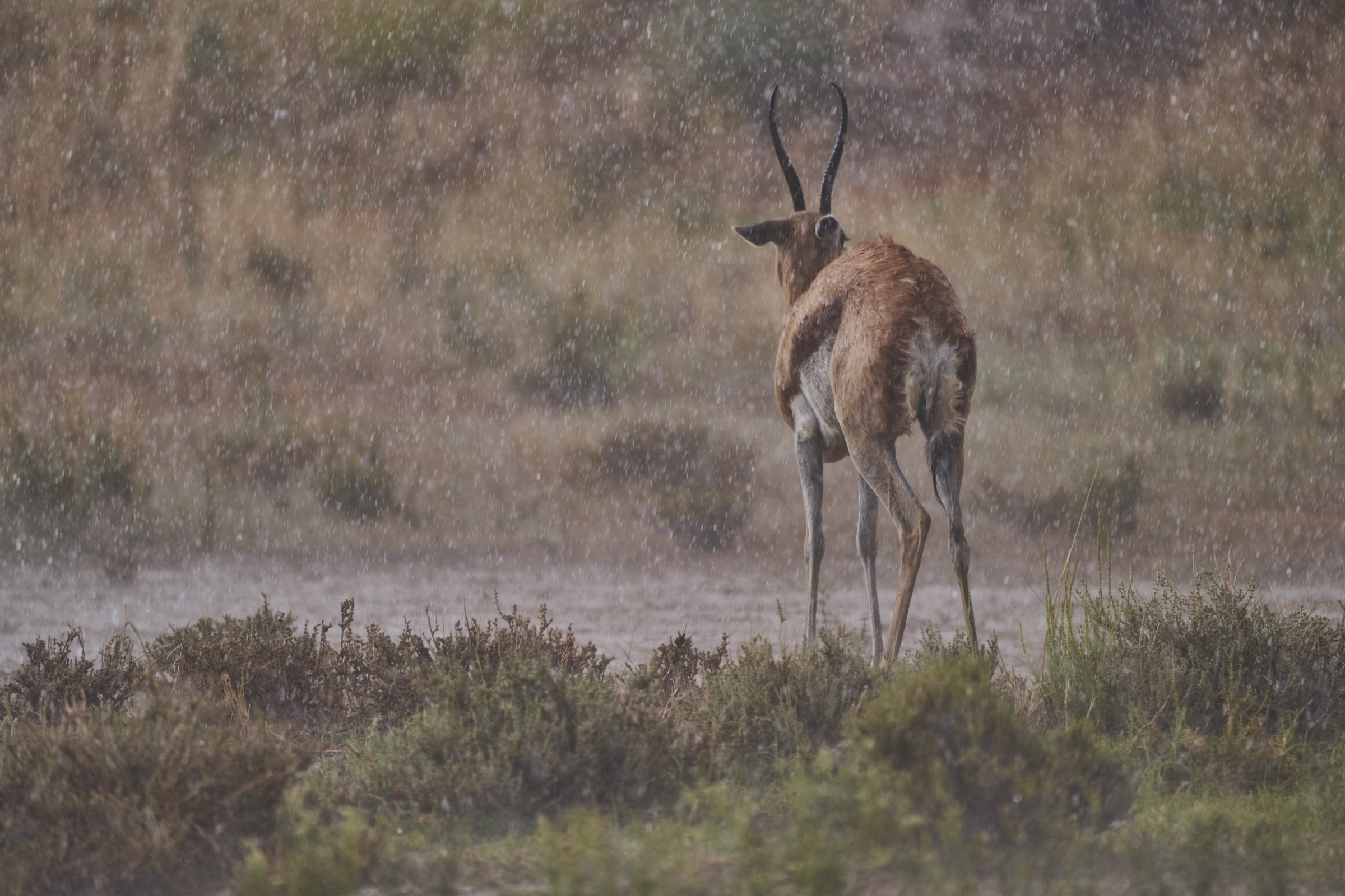 Es schüttet wie aus Eimern und die kleine Gazelle wird klitschnass im Kgalagadi Transfrontier National Park in der Kalahari in Südafrika