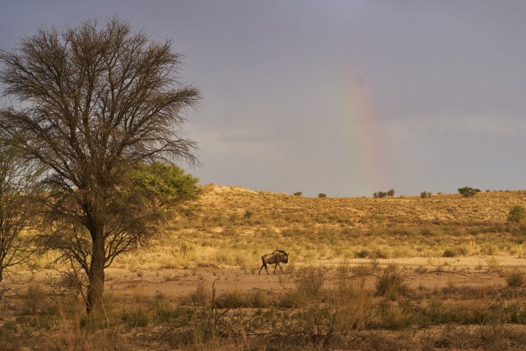 Das Gnu läuft unter einem Regenbogen hindurch im Kgalagadi Transfrontier National Park in der Kalahari in Südafrika