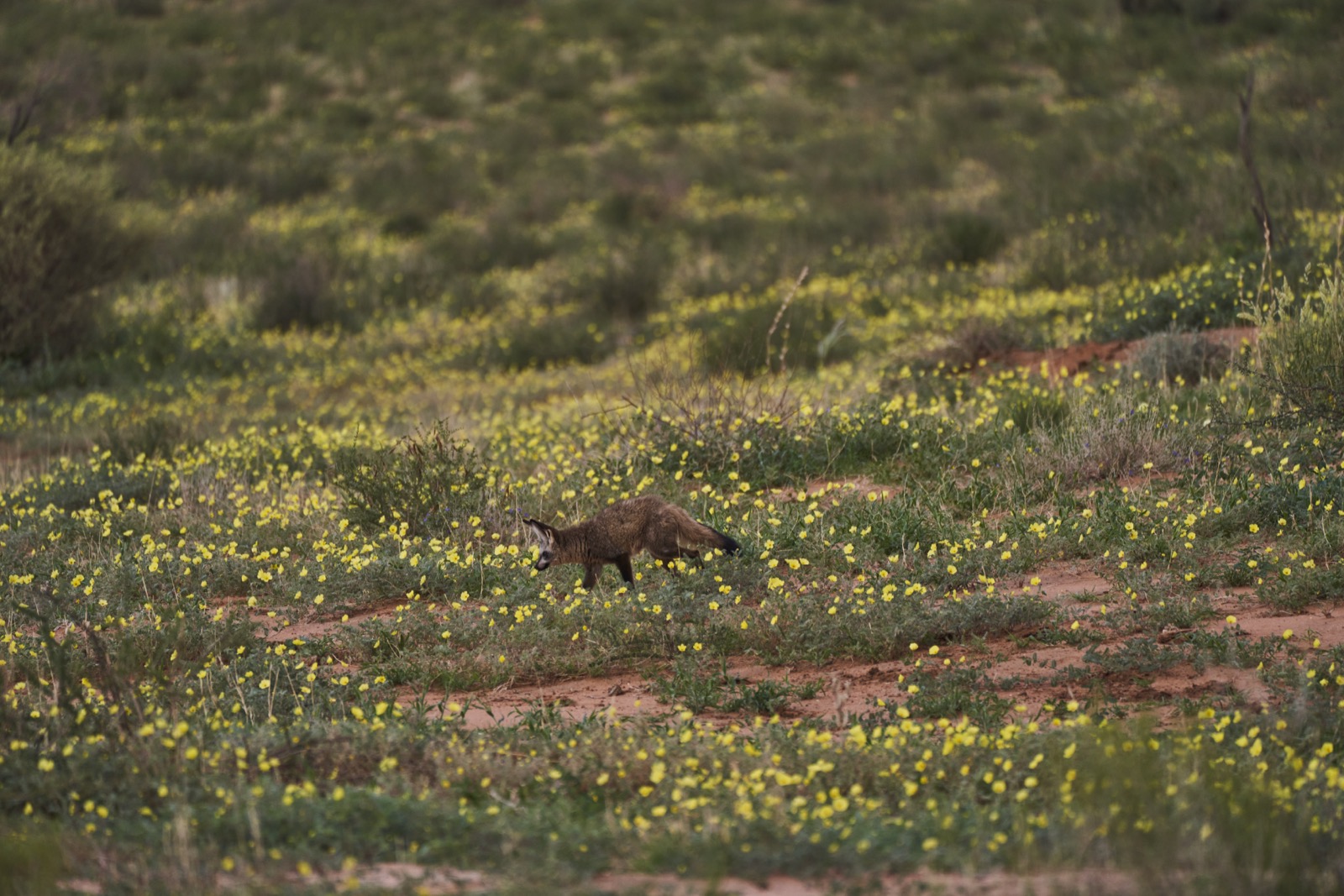 Bat-eared-Fox, Fledermausohrenfuchs im Kgalagadi Transfrontier National Park in der Kalahari in Südafrika