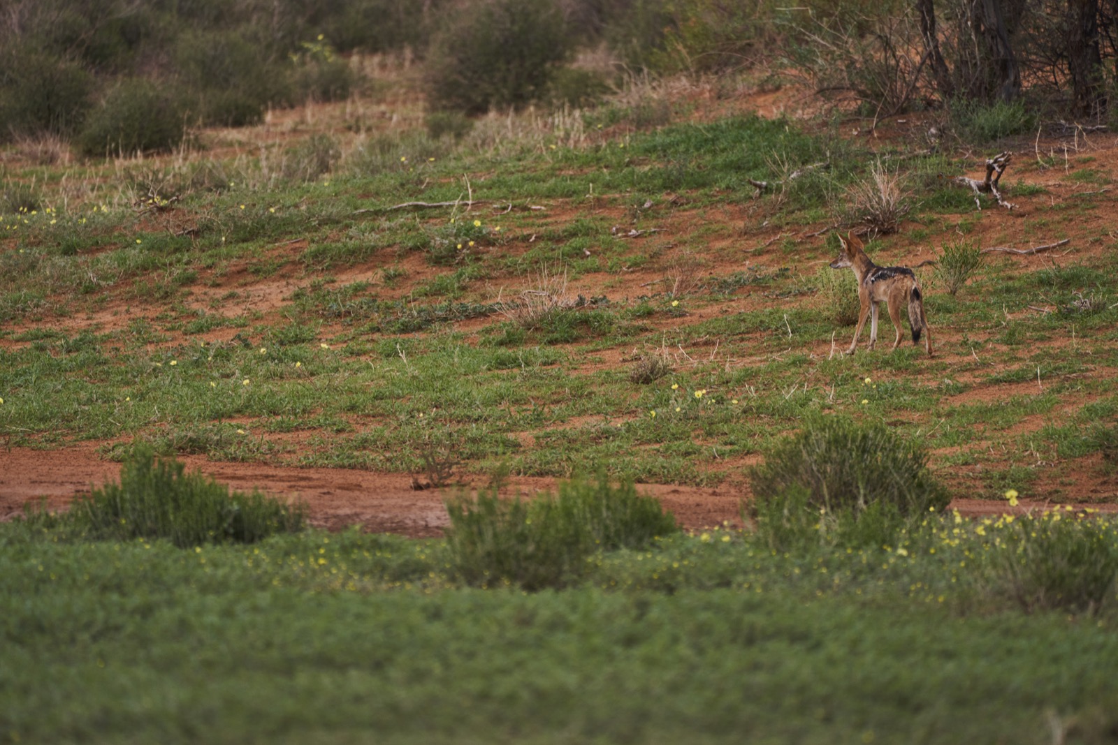 Kojoten im Kgalagadi Transfrontier National Park in der Kalahari in Südafrika
