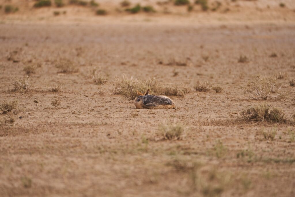 ein schlafender eingerollter Kojote im Kgalagadi Transfrontier National Park in der Kalahari in Südafrika
