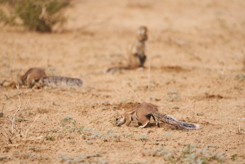 Streifenhörnchen im Kgalagadi Transfrontier National Park in der Kalahari in Südafrika