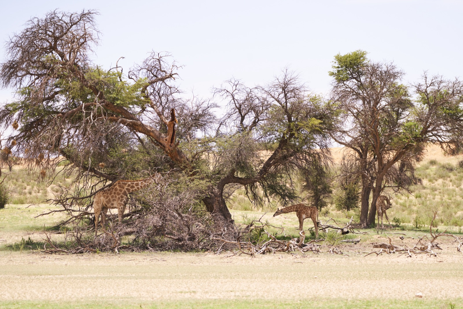 ein paar Giraffen inklusive Giraffenkind unter einem Baum im Kgalagadi Transfrontier National Park in der Kalahari in Südafrika