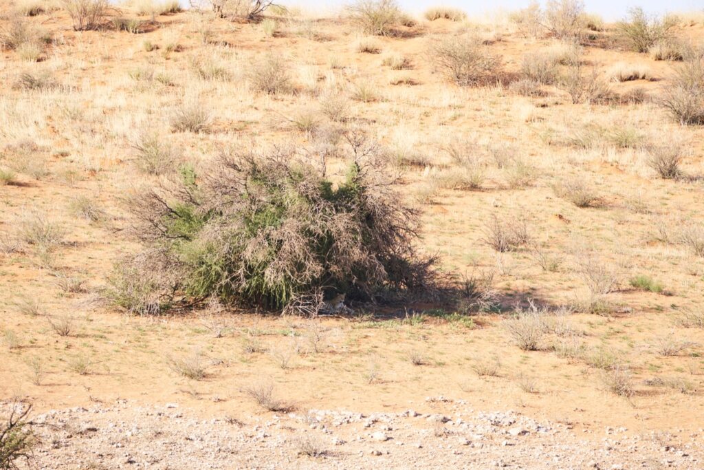 Der Leopard unter dem Gebüsch