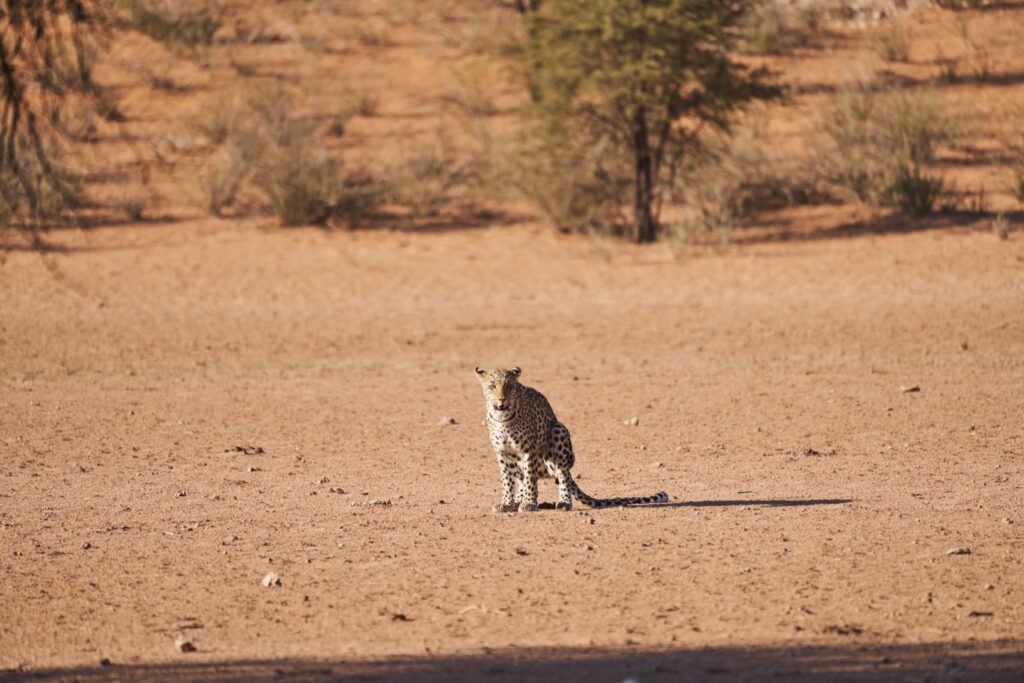 Der Leopard kackt