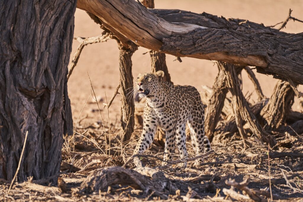 Der Leopard geht unter Totholz hindurch