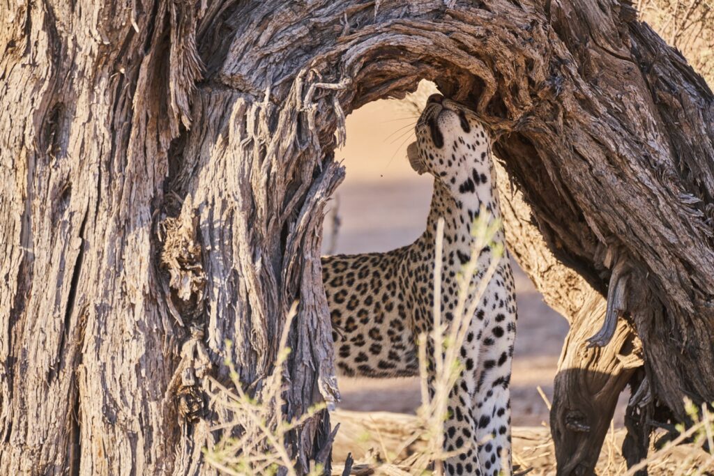 Die Leopardendame schmust sich gegen einen toten Baum im Kgalagadi Transfrontier National Park in der Kalahari in Südafrika