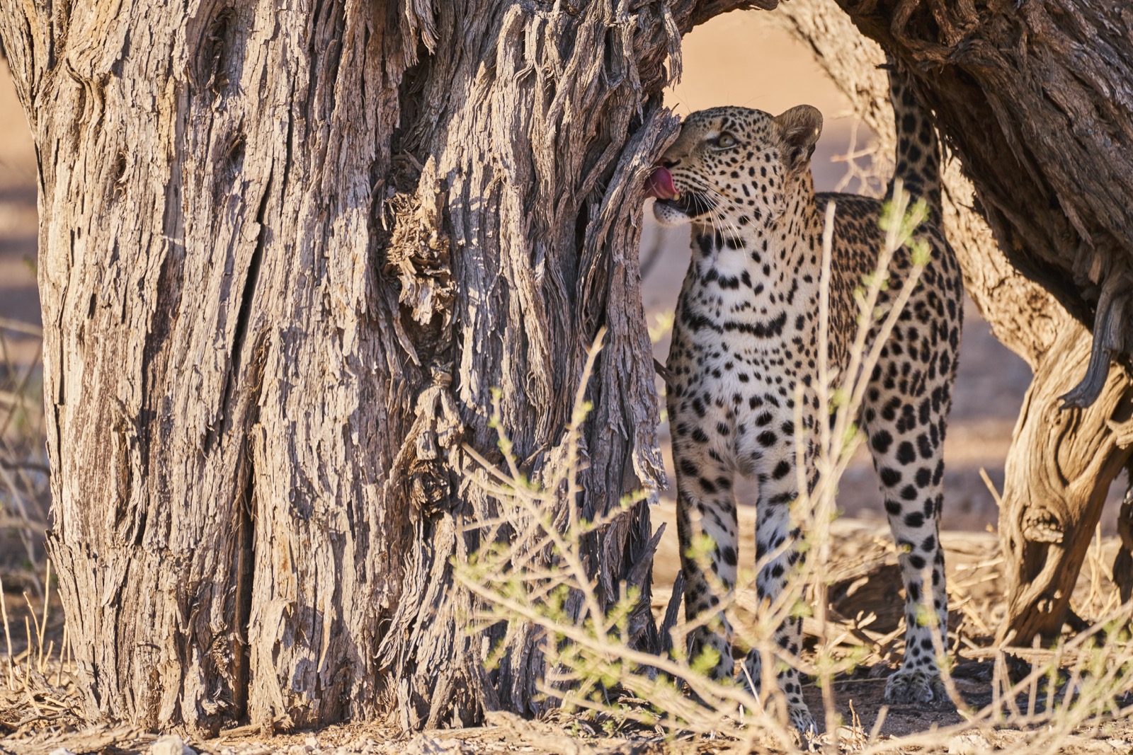 Under the bush!