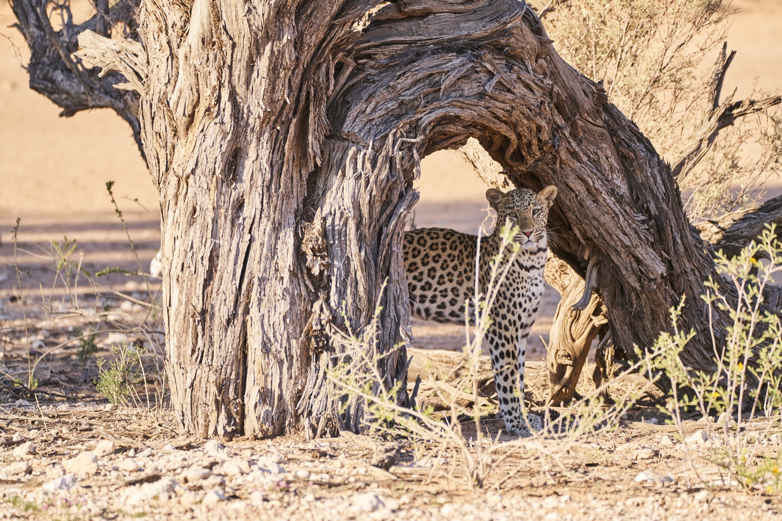 Die Leoardendame schaut direkt in die Kamera Kgalagadi Transfrontier National Park in der Kalahari in Südafrika