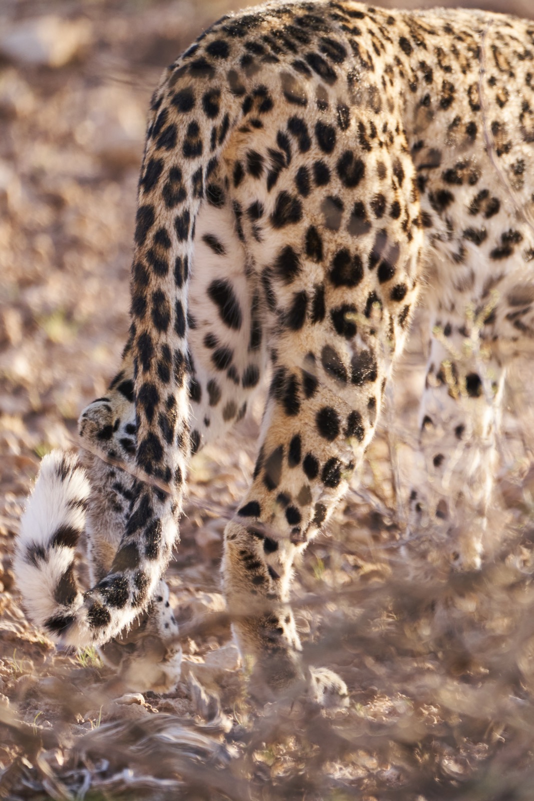 Der Hintern eines Leoparden