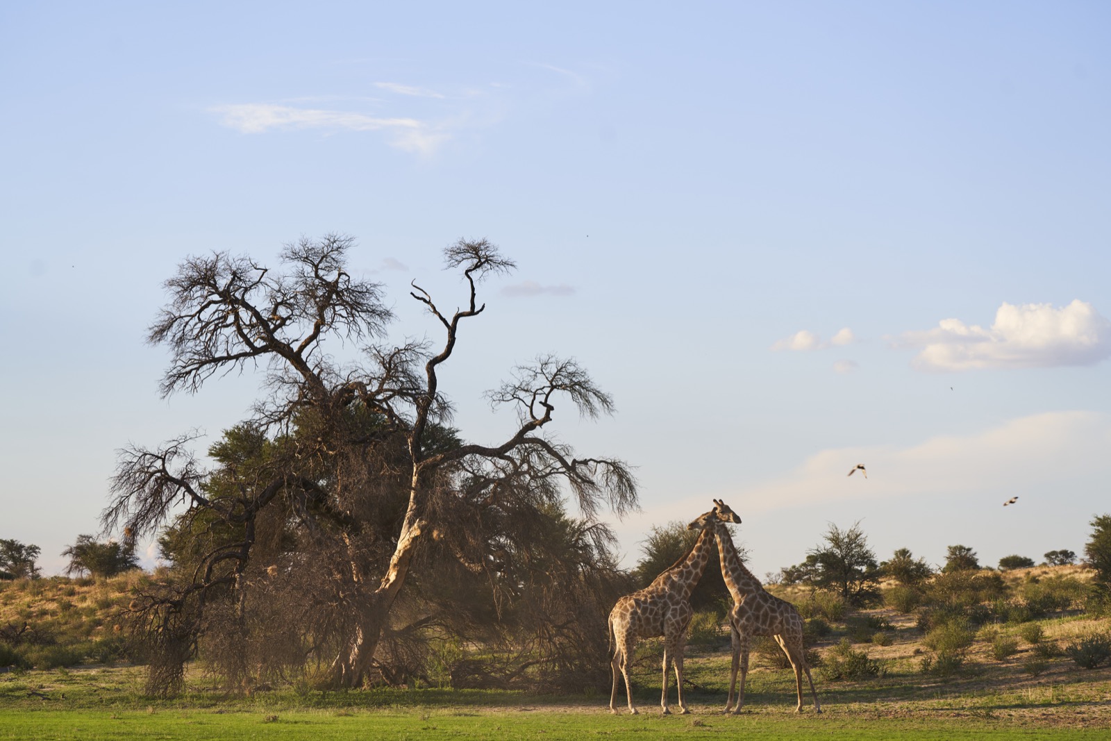 di Giraffen neben einem Baum im Kgalagadi Transfrontier National Park in der Kalahari in Südafrika