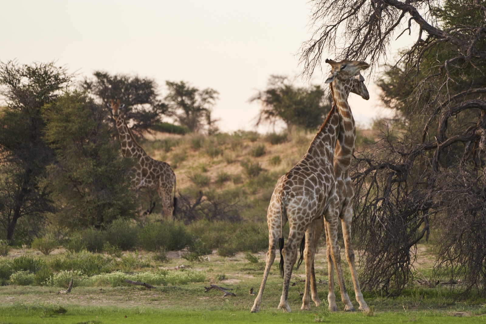 Giraffen schmusen im Kgalagadi Transfrontier National Park in der Kalahari in Südafrika