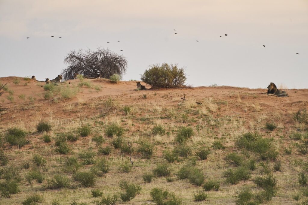 Das Rudel Löwen liegt auf der Düne im Kgalagadi Transfrontier National Park in der Kalahari in Südafrika