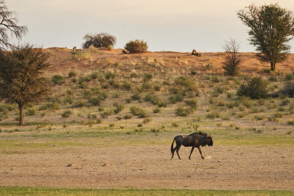 ein Gnu läuft ahnungslos vor den Löwen durch das begrünte Flussbett