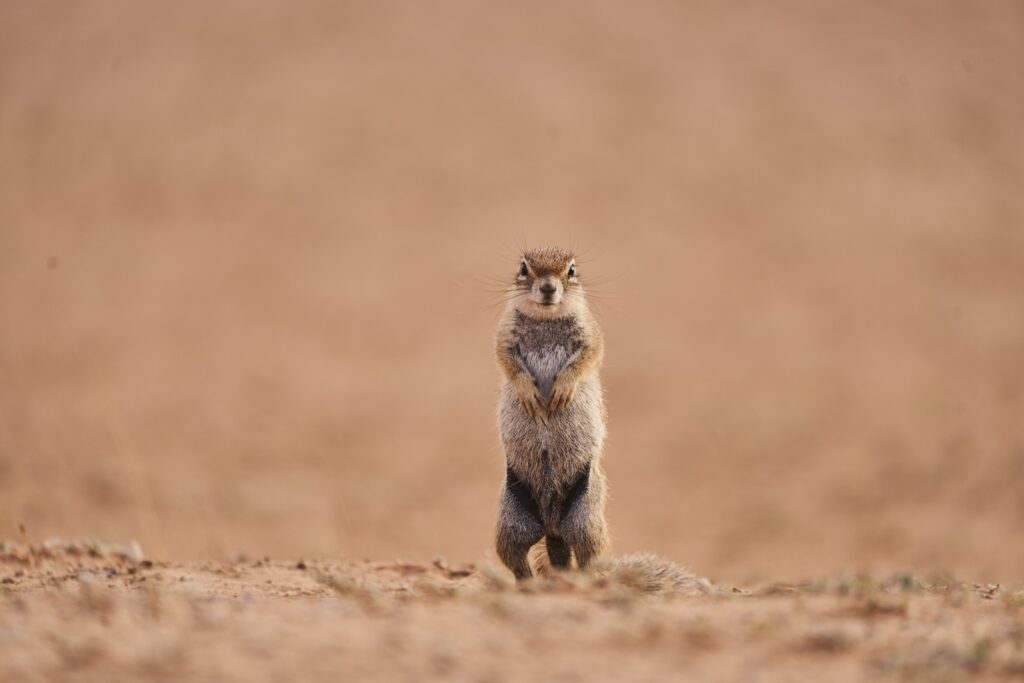 Ein Streifenhörnchen im Kgalagadi Transfrontier National Park in der Kalahari in Südafrika