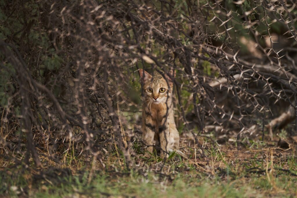 Eine afrikanische Wildkatze im Dornengebüsch  im Kgalagadi Transfrontier National Park in der Kalahari in Südafrika.