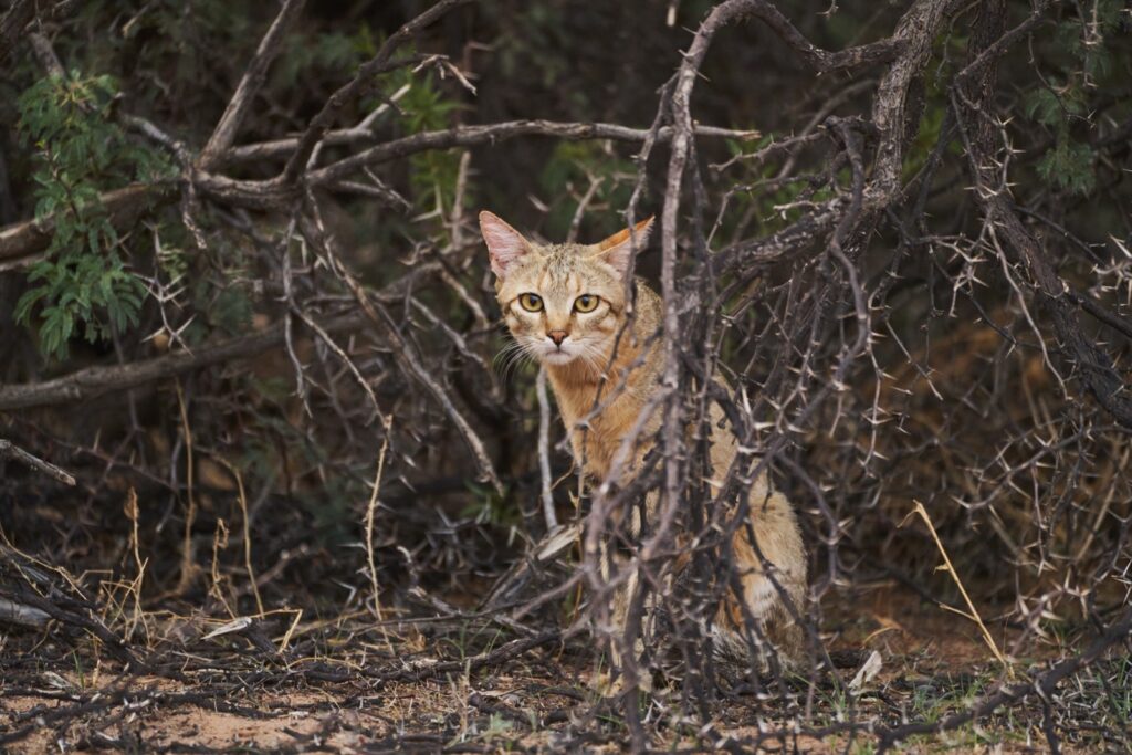 Die afrikanische Wildkatze sitzt im Dornengebüsch im Kgalagadi Transfrontier National Park in der Kalahari in Südafrika