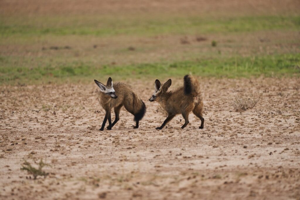 Zwei Löffelhunde (Bat eared Fox) spielen im Kgalagadi Transfrontier National Park in der Kalahari in Südafrika