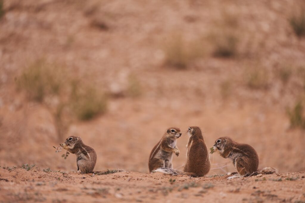 eine kleine Familie Streifenhörnchen beim Frühstück im Kgalagadi Transfrontier National Park in der Kalahari in Südafrika