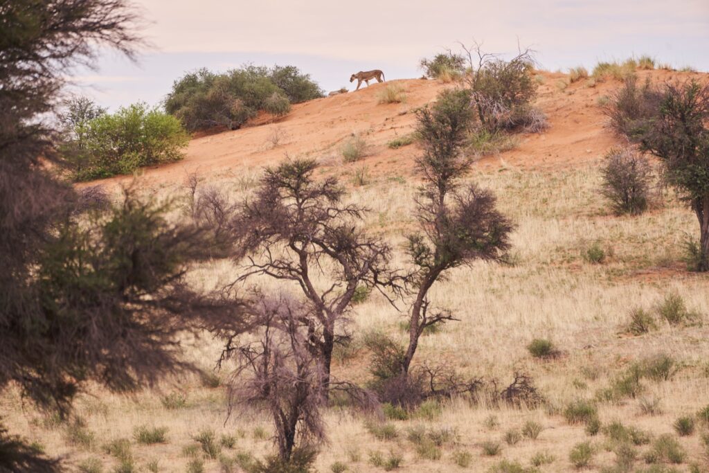 Eine Löwin setzt sich in Bewegung im Kgalagadi Transfrontier National Park in der Kalahari in Südafrika